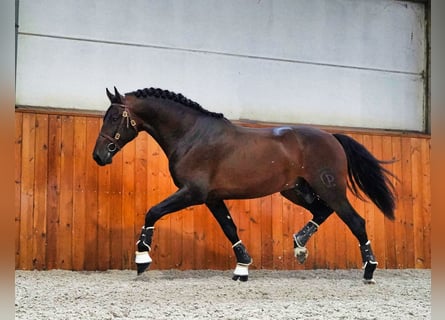 PRE Croisé, Étalon, 5 Ans, 176 cm, Bai brun