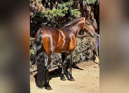 PRE Croisé, Étalon, 5 Ans, Bai cerise