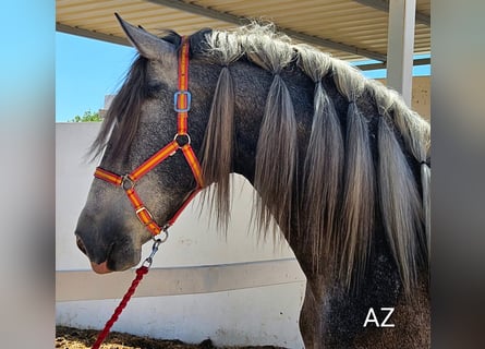 PRE Croisé, Étalon, 5 Ans, Gris