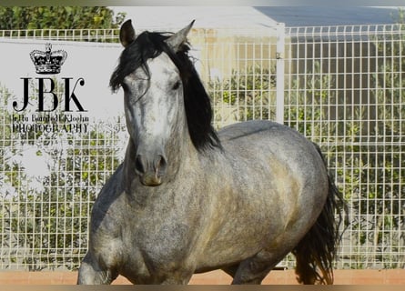 PRE Croisé, Étalon, 5 Ans, Gris