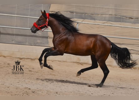 PRE Croisé, Étalon, 6 Ans, 157 cm, Bai