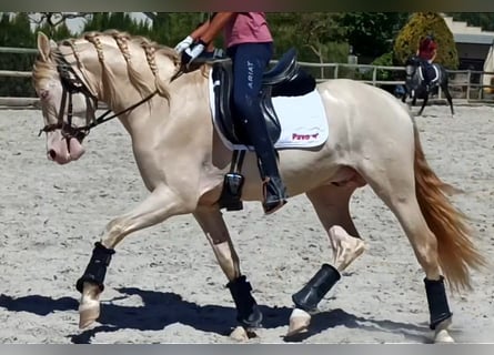 PRE Croisé, Étalon, 6 Ans, 157 cm, Perlino