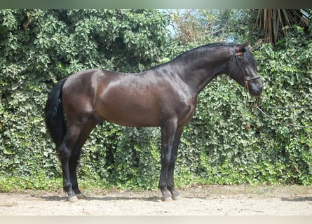 PRE Croisé, Étalon, 6 Ans, 158 cm, Noir