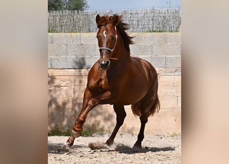 PRE Croisé, Étalon, 6 Ans, 160 cm, Alezan
