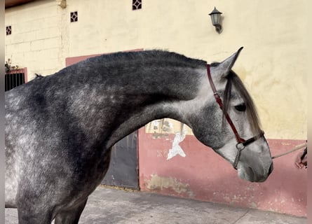 PRE Croisé, Étalon, 6 Ans, 160 cm, Gris pommelé