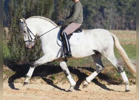 PRE Croisé, Étalon, 6 Ans, 161 cm, Gris