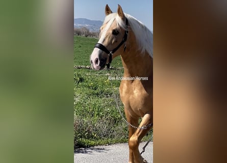 PRE Croisé, Étalon, 6 Ans, 161 cm, Palomino