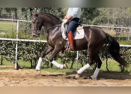 PRE Croisé, Étalon, 6 Ans, 162 cm, Bai cerise