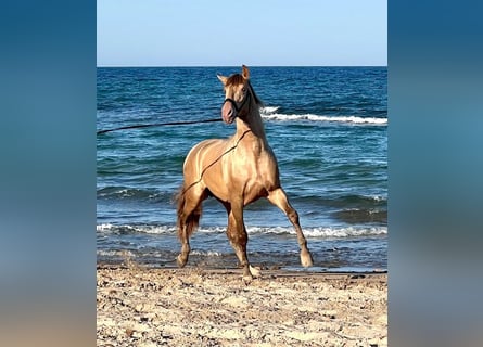 PRE Croisé, Étalon, 6 Ans, 162 cm, Champagne