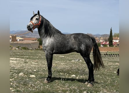 PRE, Étalon, 6 Ans, 162 cm, Gris