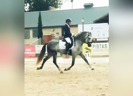 PRE, Étalon, 6 Ans, 162 cm, Gris