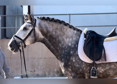 PRE, Étalon, 6 Ans, 162 cm, Gris noir