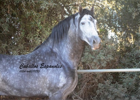 PRE, Étalon, 6 Ans, 162 cm, Gris pommelé