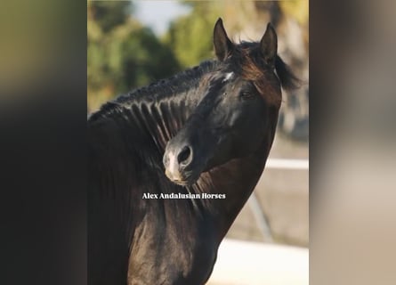 PRE Croisé, Étalon, 6 Ans, 162 cm, Noir