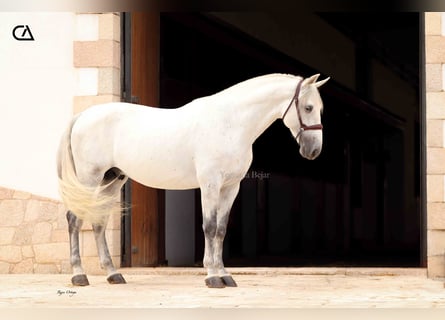 PRE, Étalon, 6 Ans, 163 cm, Gris moucheté