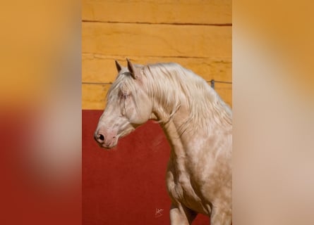 PRE, Étalon, 6 Ans, 164 cm, Cremello