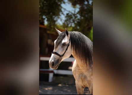PRE, Étalon, 6 Ans, 164 cm, Gris