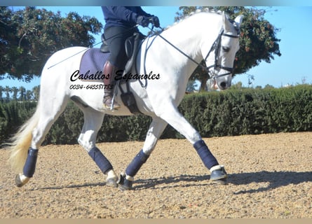 PRE Croisé, Étalon, 6 Ans, 164 cm, Gris