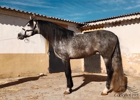 PRE, Étalon, 6 Ans, 164 cm, Gris
