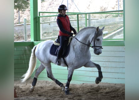 PRE, Étalon, 6 Ans, 164 cm, Gris pommelé