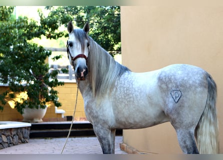 PRE, Étalon, 6 Ans, 164 cm, Gris pommelé