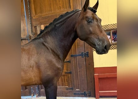 PRE Croisé, Étalon, 6 Ans, 165 cm, Bai cerise