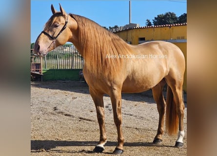 PRE Croisé, Étalon, 6 Ans, 165 cm, Champagne