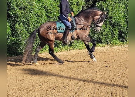 PRE Croisé, Étalon, 6 Ans, 165 cm, Gris (bai-dun)