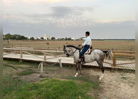 PRE Croisé, Étalon, 6 Ans, 165 cm, Gris