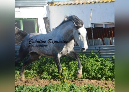 PRE, Étalon, 6 Ans, 165 cm, Gris pommelé