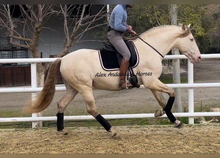 PRE Croisé, Étalon, 6 Ans, 165 cm, Perlino