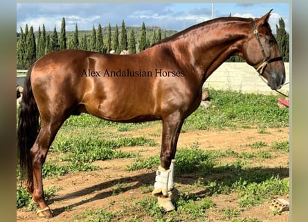 PRE Croisé, Étalon, 6 Ans, 167 cm, Alezan brûlé