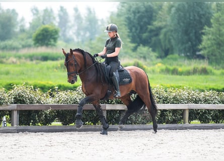 PRE Croisé, Étalon, 6 Ans, 167 cm, Bai brun