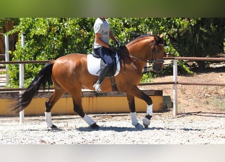 PRE Croisé, Étalon, 6 Ans, 167 cm, Bai cerise