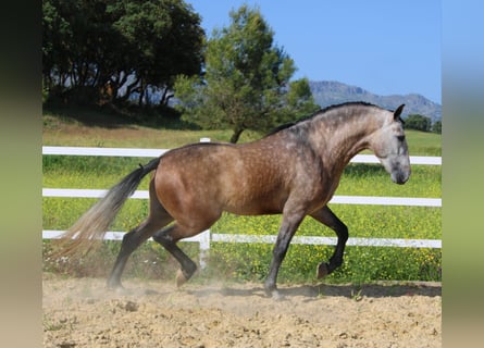 PRE Croisé, Étalon, 6 Ans, 167 cm, Gris