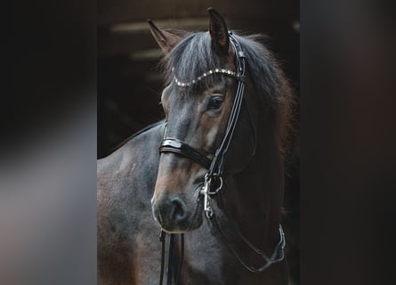PRE Croisé, Étalon, 6 Ans, 168 cm, Bai brun