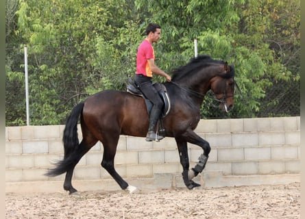 PRE Croisé, Étalon, 6 Ans, 168 cm, Bai brun