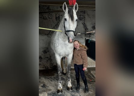 PRE, Étalon, 6 Ans, 168 cm, Gris