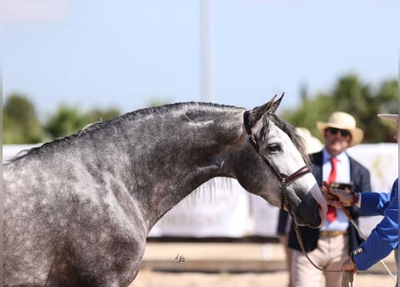 PRE Croisé, Étalon, 6 Ans, 169 cm, Gris pommelé