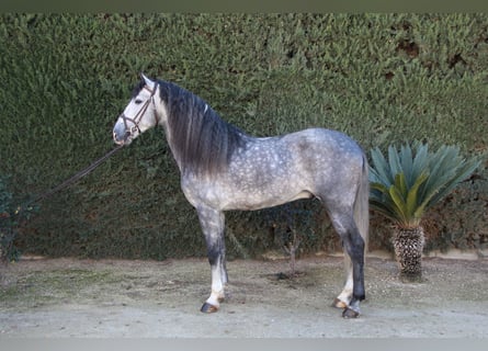 PRE, Étalon, 6 Ans, 170 cm, Gris pommelé