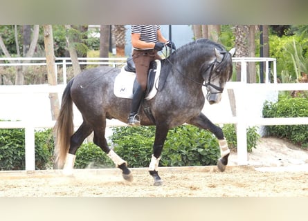 PRE Croisé, Étalon, 6 Ans, 177 cm, Gris