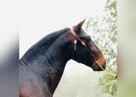 PRE Croisé, Étalon, 6 Ans, Bai cerise