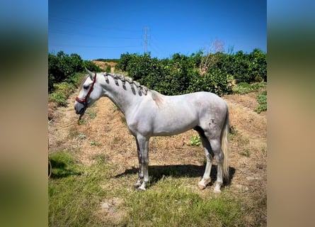 PRE Croisé, Étalon, 7 Ans, 156 cm, Gris pommelé