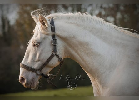 PRE Croisé, Étalon, 7 Ans, 160 cm, Cremello