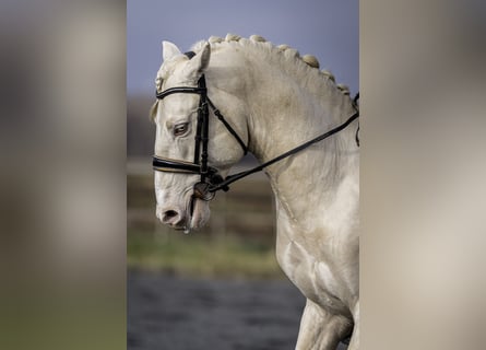 PRE, Étalon, 7 Ans, 160 cm, Cremello