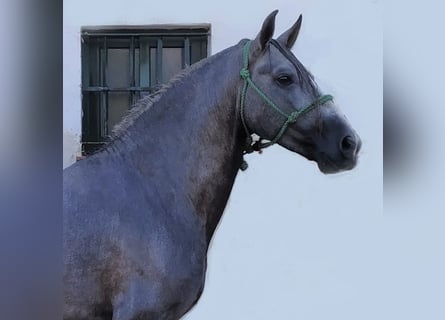 PRE Croisé, Étalon, 7 Ans, 160 cm, Gris