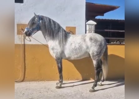 PRE Croisé, Étalon, 7 Ans, 160 cm, Gris pommelé