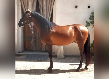 PRE Croisé, Étalon, 7 Ans, 162 cm, Bai cerise