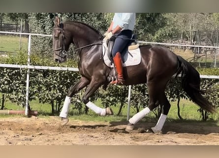 PRE Croisé, Étalon, 7 Ans, 162 cm, Bai cerise
