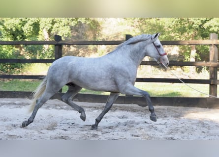 PRE Croisé, Étalon, 7 Ans, 162 cm, Gris